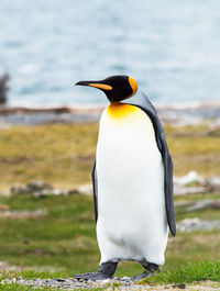 View of penguin on rock