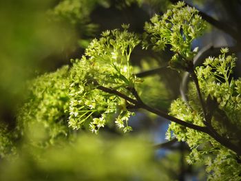 Close-up of plant