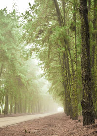 Road amidst trees in forest