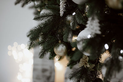 Low angle view of christmas tree