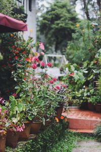 Close-up of plants in greenhouse