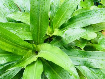 Close-up of wet leaves