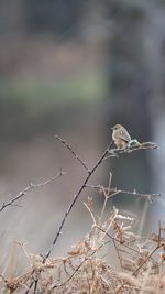 Close-up of dry perching on plant during winter