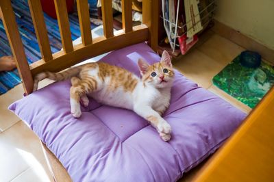 High angle view of cat sitting on chair at home