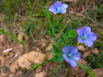 Close-up of purple flowering plant on field