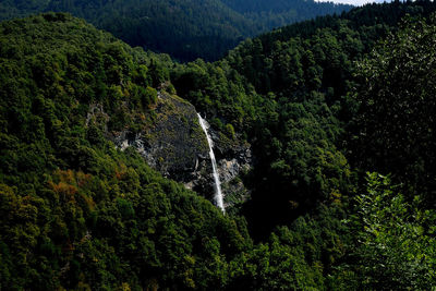 Scenic view of waterfall in forest