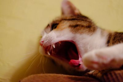 Close-up of cat yawning