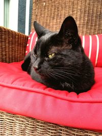 Close-up of black cat resting on sofa