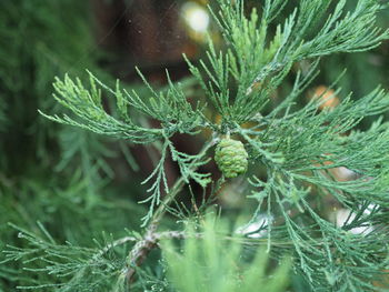 Close-up of wet pine tree