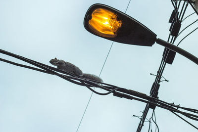 Low angle view of bird perching on street light