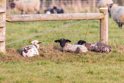 Sheep in a field