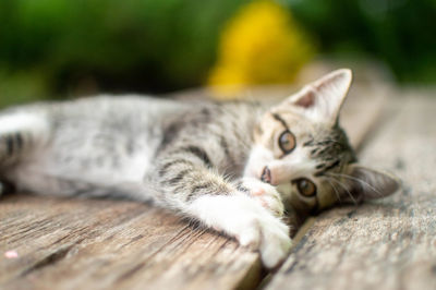Close-up portrait of a cat resting