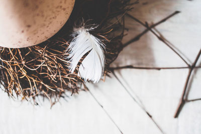 High angle view of feather by egg in bird nest