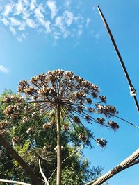 Low angle view of coconut palm tree against blue sky