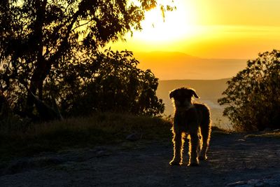 Dog standing on ground during sunset