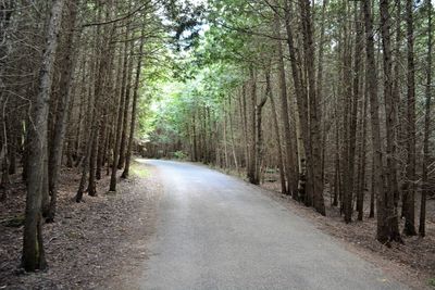 Road amidst trees in forest