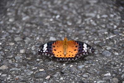 High angle view of butterfly on leaf