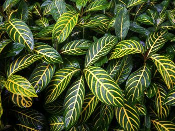 Full frame shot of green plants