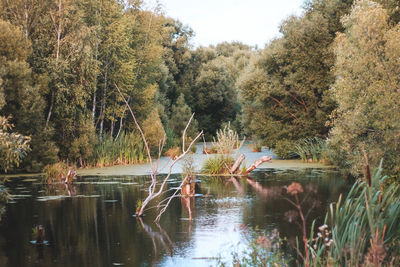 Scenic view of lake by trees against sky
