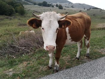 Cows standing on field