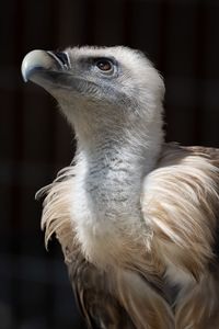 Close-up of eagle