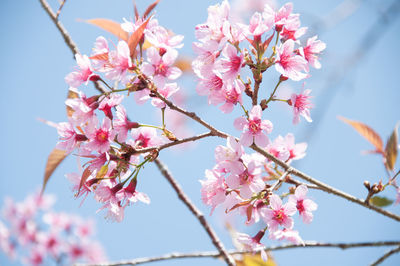 Low angle view of pink flowers growing on tree