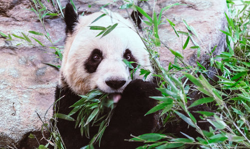 Close-up portrait of panda eating leaves at zoo