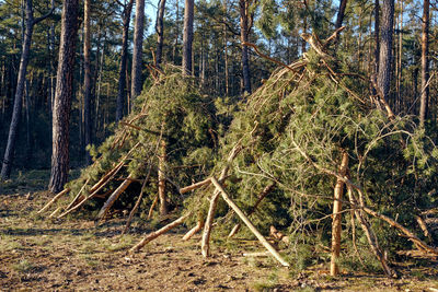 Pine trees in forest