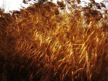 Close-up of wheat growing on field against sky