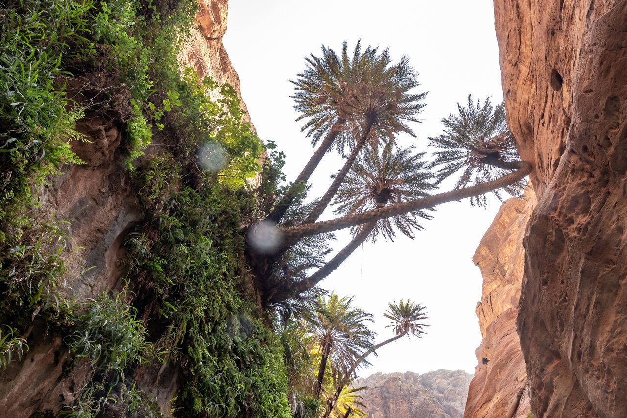 tree, plant, nature, palm tree, tree trunk, trunk, tropical climate, no people, jungle, beauty in nature, sky, land, scenics - nature, growth, travel destinations, day, rock, environment, outdoors, travel, low angle view, natural environment, tranquility, date palm tree, mountain, non-urban scene, rock formation, landscape, desert, flower, vegetation, tourism, clear sky, coniferous tree, pinaceae, pine tree