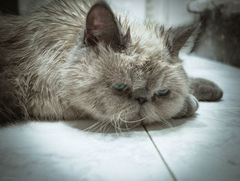 Close-up portrait of cat