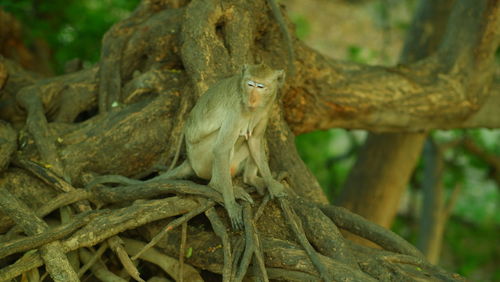 Close-up of bird perching on tree