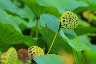 Close-up of lotus roots on field