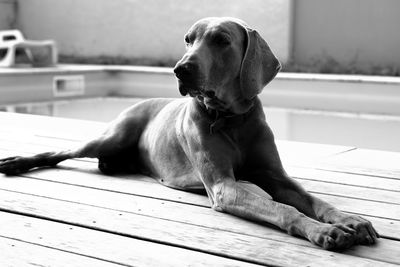 Close-up of dog sitting on floor