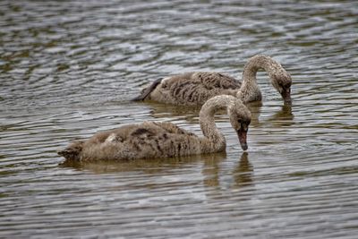 Swans swimming in lake