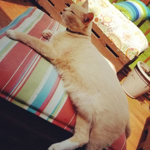 High angle view of cat resting on bed