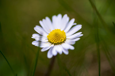 Close-up of white daisy flower