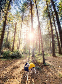 Tall handsome harlequin great dane wearing a yellow winter coat in a evergreen tree forest. 