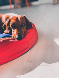 Portrait of dog lying down on floor