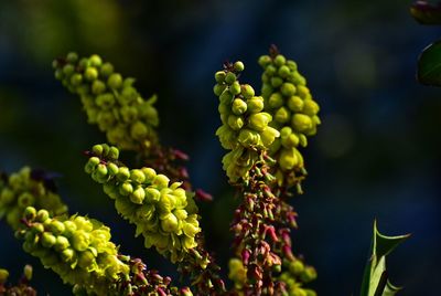 Close-up of grapes growing on plant