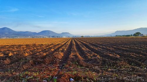 Scenic view of field against sky