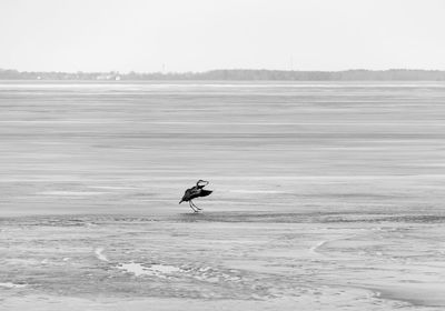 Bird on frozen lake