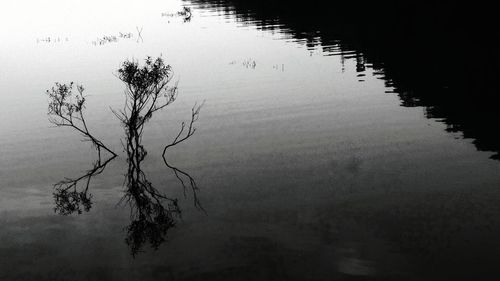 Reflection of tree in lake