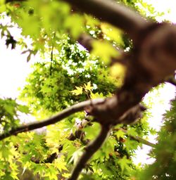 Low angle view of tree