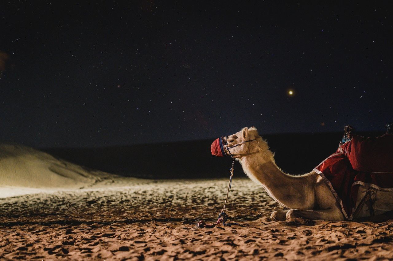 camel, night, desert, star, land, sky, animal, domestic animals, sand, animal themes, mammal, scenics - nature, nature, space, landscape, astronomy, one person, adult, beauty in nature, natural environment, one animal, pet, tranquil scene, environment, travel destinations, outdoors