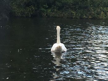 Swan swimming in lake