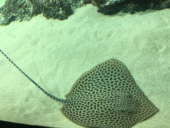 High angle view of animal on beach