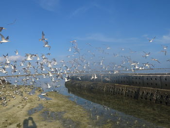 Seagulls flying over sea against sky