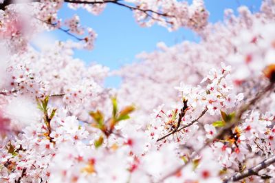 Close-up of pink cherry blossoms in spring