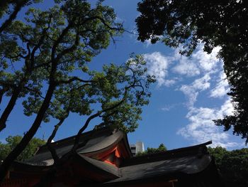 Low angle view of trees against sky